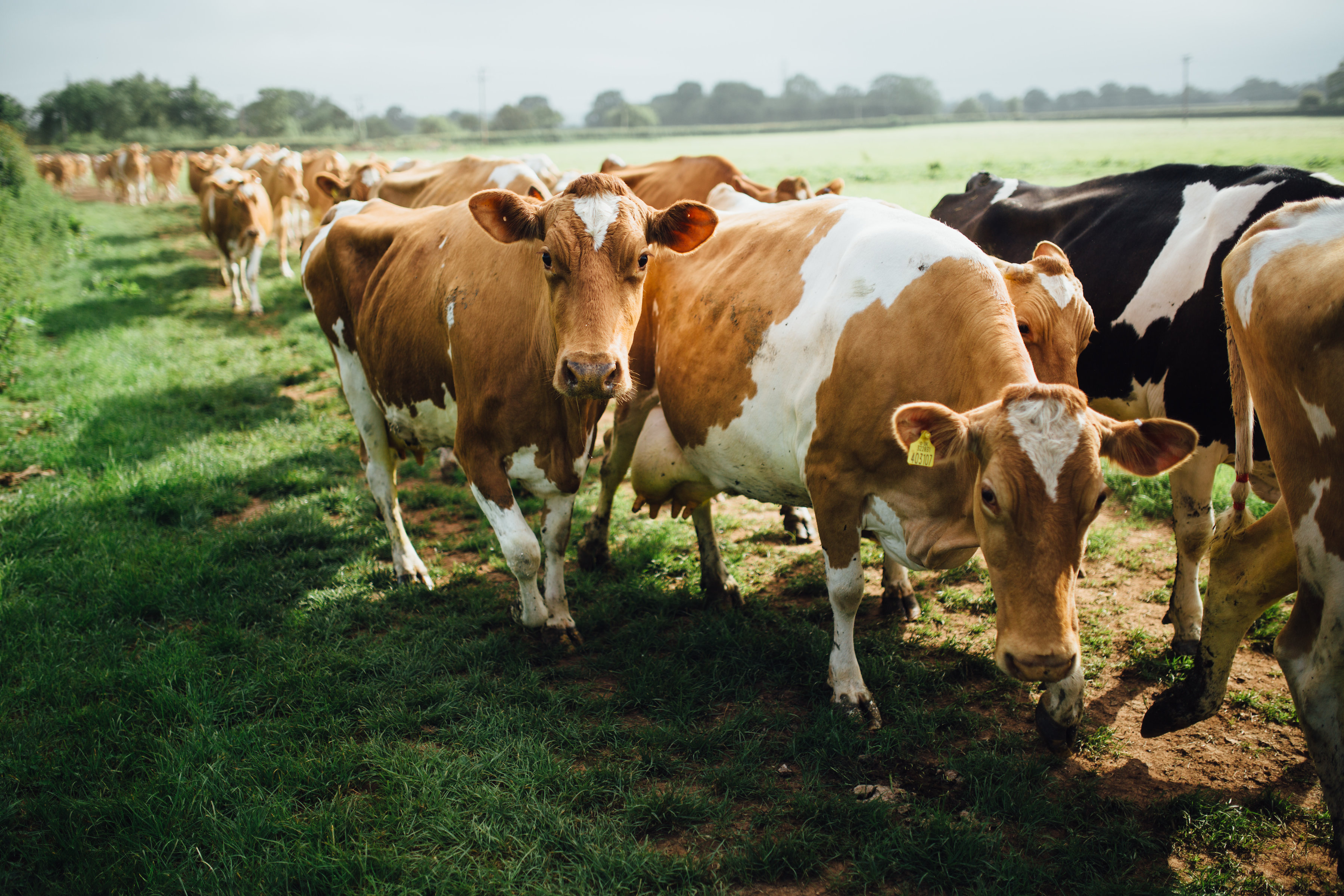 The Estate Dairy The Estate Dairy Pre-Order