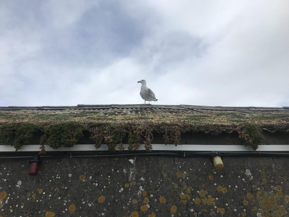 bournesfish Belsize_